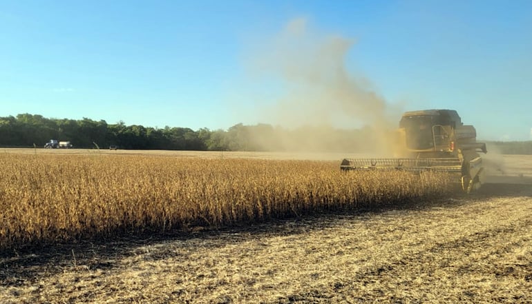 De la mano de la agricultura, la economía paraguaya crecerá en torno al 5,2% este año, según proyecciones del Banco Mundial.