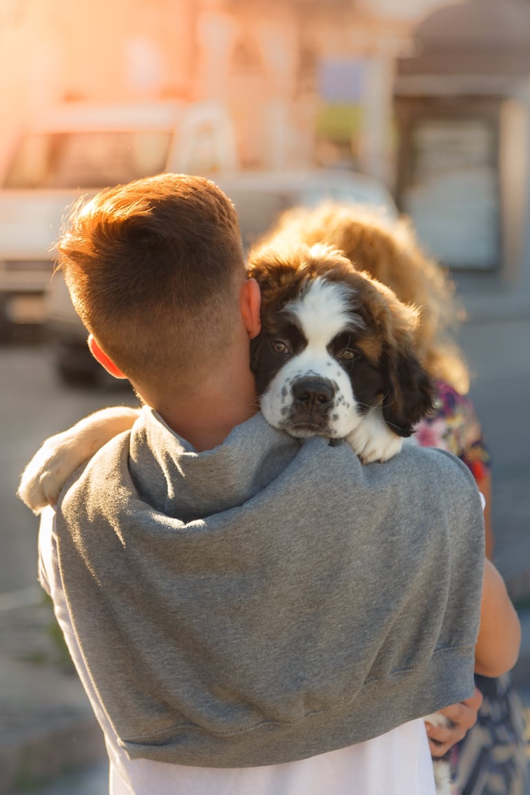 Los perros San Bernardo son pacientes y amorosos.