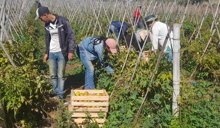 Producción de tomate representa fuente de ingreso de las familias rurales del Departamento de Caaguazú.