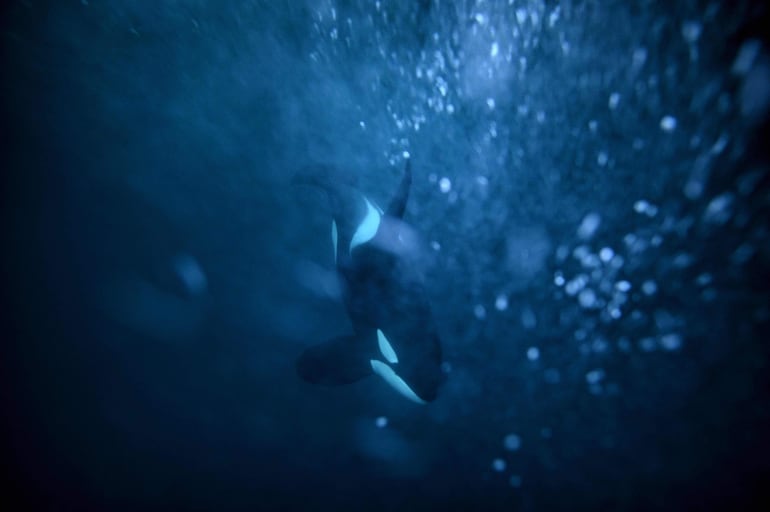 Una orca en el mar, en el Círculo Ártico, cerca de costa de la región de Reisafjorden, Noruega.