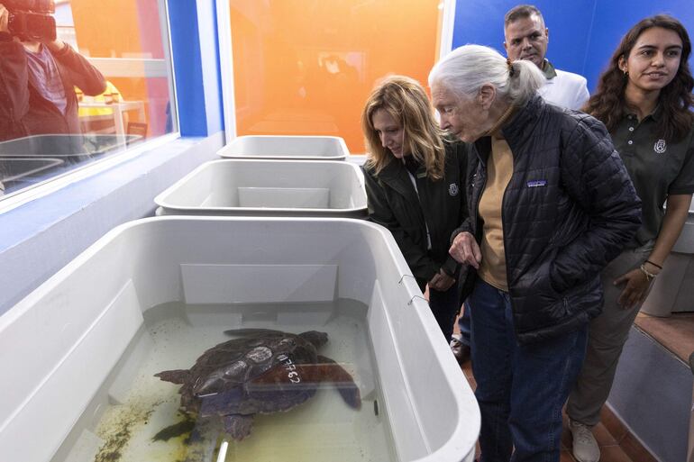 La activista internacional y etóloga Jane Goodall ha visitado las instalaciones del Centro de Recuperación de la Fauna Silvestre La Tahonilla, un espacio en el que este acto se ha conmemorado con una placa y en el que ha bautizado con el nombre de ´Goja´ a una tortuga que será liberada mañana. 