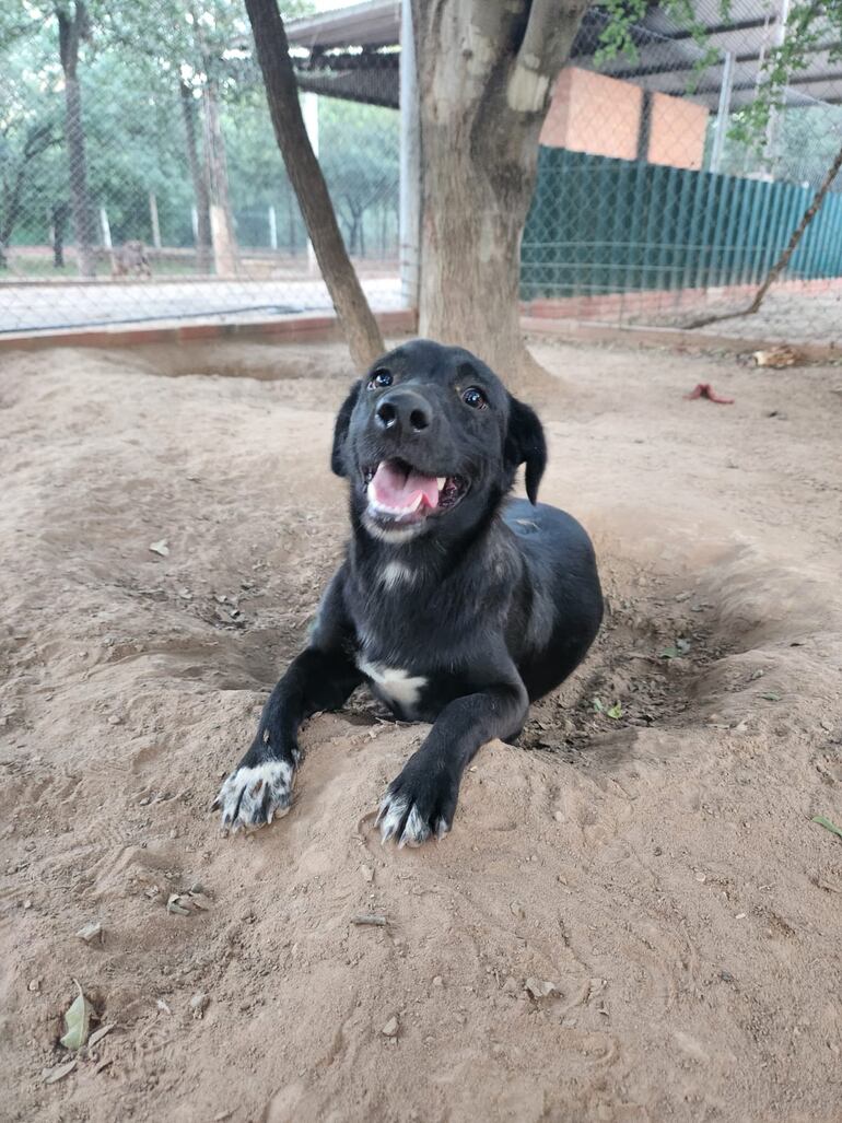 Las mascotas rescatadas reciben atención veterinaria antes de ir con sus nuevos dueños.