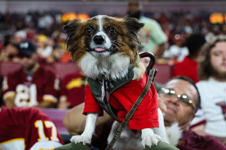 La correa y pechera para tu perro a la hora del paseo son accesorios imprescindibles. No olvide que cuando sale con el animal, éste debe estar libre de partes que dañen sus axilas, de ese modo se sentirá cómodo y animado.