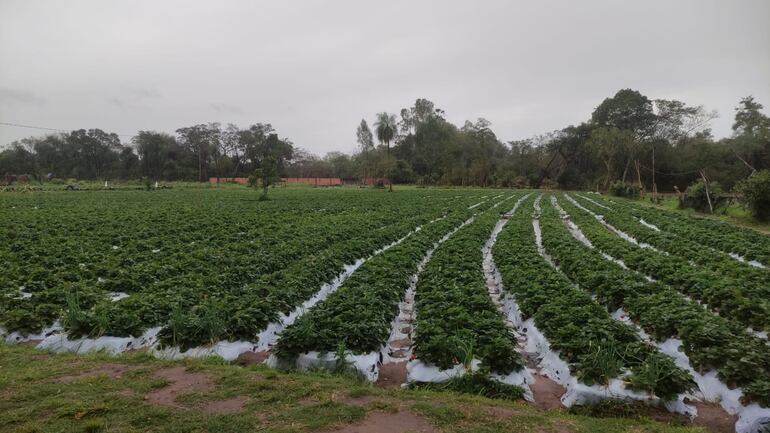 Lluvia genera un clima propicio para el crecimiento y maduración de la frutilla, dicen los  productores.