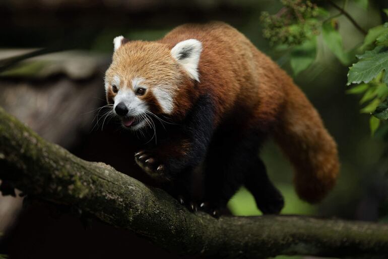 A red panda walks on a branch of a tree in the Branfere animal park in Le Guerno, western France, on July 30, 2023. (Photo by Fred TANNEAU / AFP)