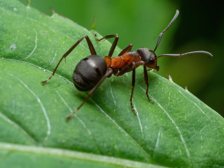 Hormiga Formica rufa.