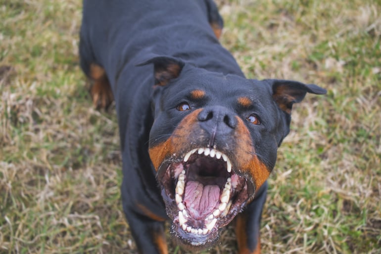 Agresivo perro rottweiler con las fauces abiertas.