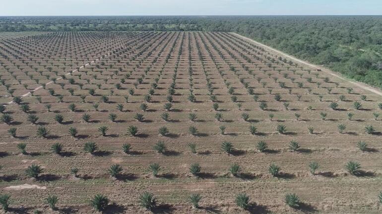 Una plantación de dátiles en la Picada 500.