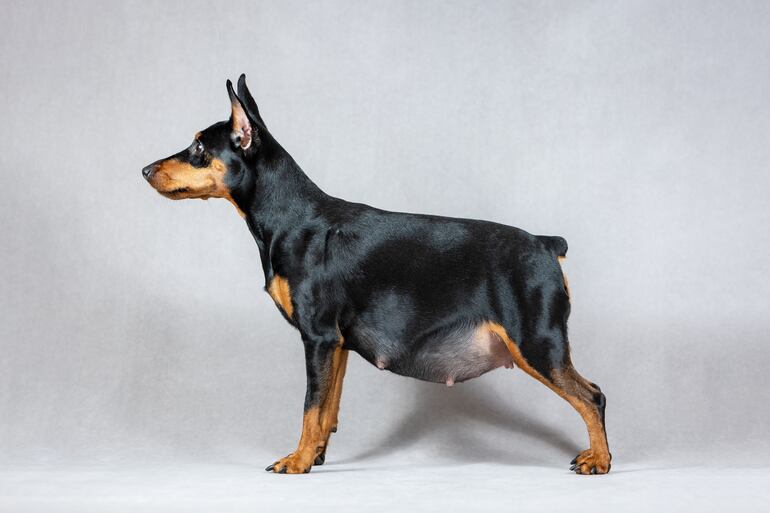 Pinscher gestante.