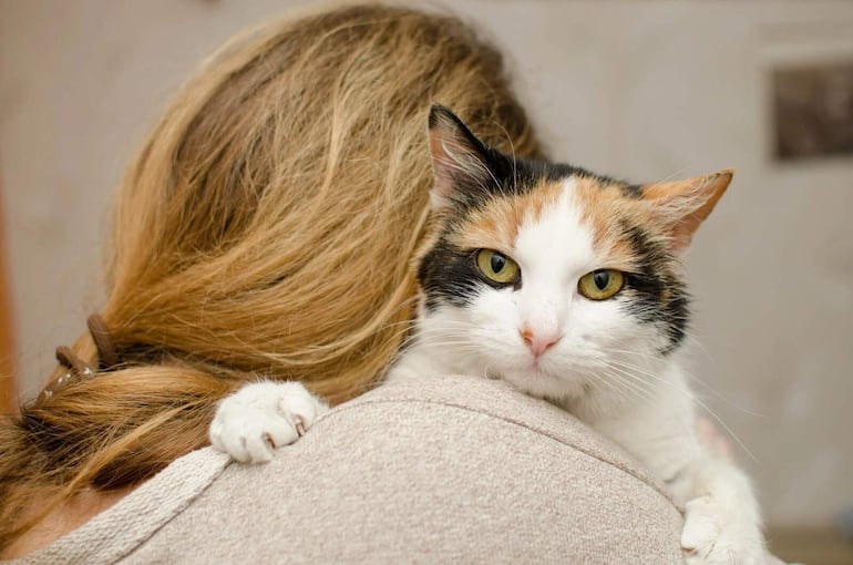 Examen coprológico (materia fecal):  Es la forma más segura de detectar el riesgo de transmisión del parásito de un gato a humanos.