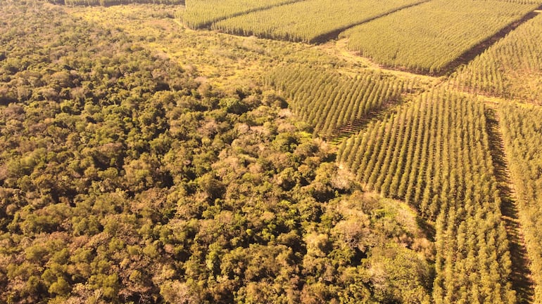 El Bosque Kepuku cuenta con unas 406 hectáreas de reserva de bosque nativo.