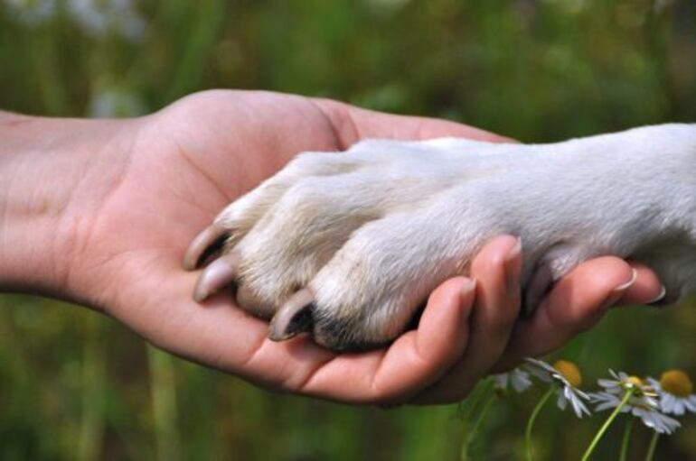 mascotas y humanos