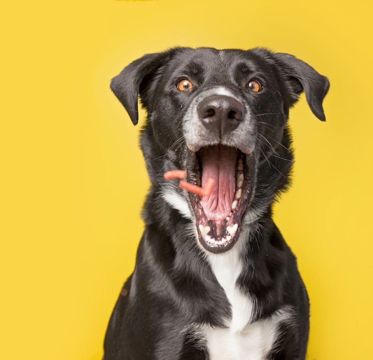 Perro disfruta de un snack.