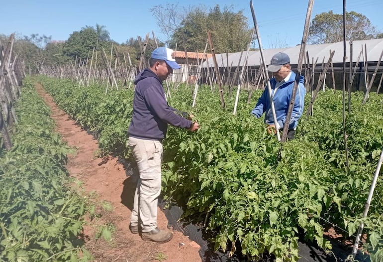 La familia Ortiz tiene variada producción hortícola en su finca, en Nueva Italia.