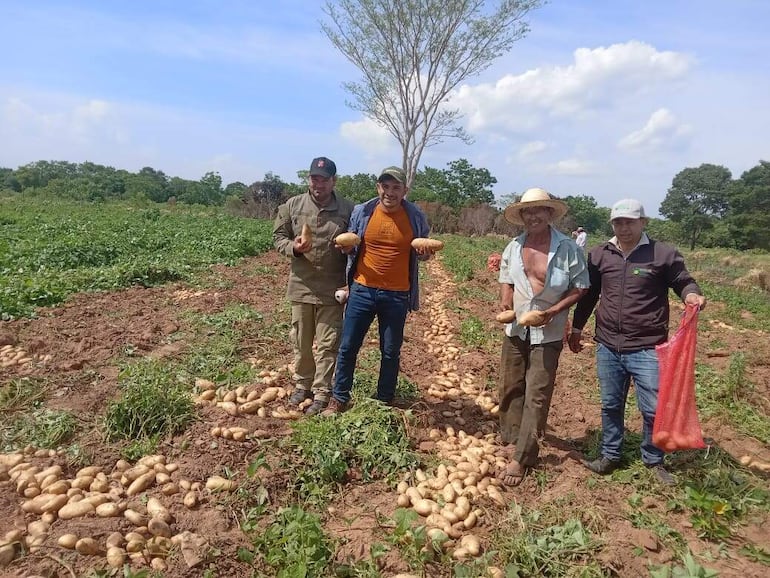 Los productores de papa de la colonia Riachuelo, en Caazapá, muestran su excelente cosecha.