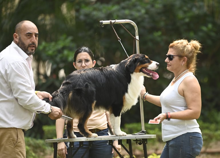 La Exposición Internacional y Latinoamericana Canina 2024 que fue 
organizada por el Paraguay Kennel Club congregó a expertos de distintos 
países