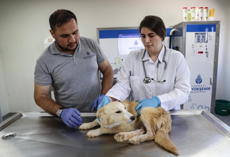 El cuidado adecuado de la salud de un perro es esencial para garantizar su bienestar a lo largo de su vida.