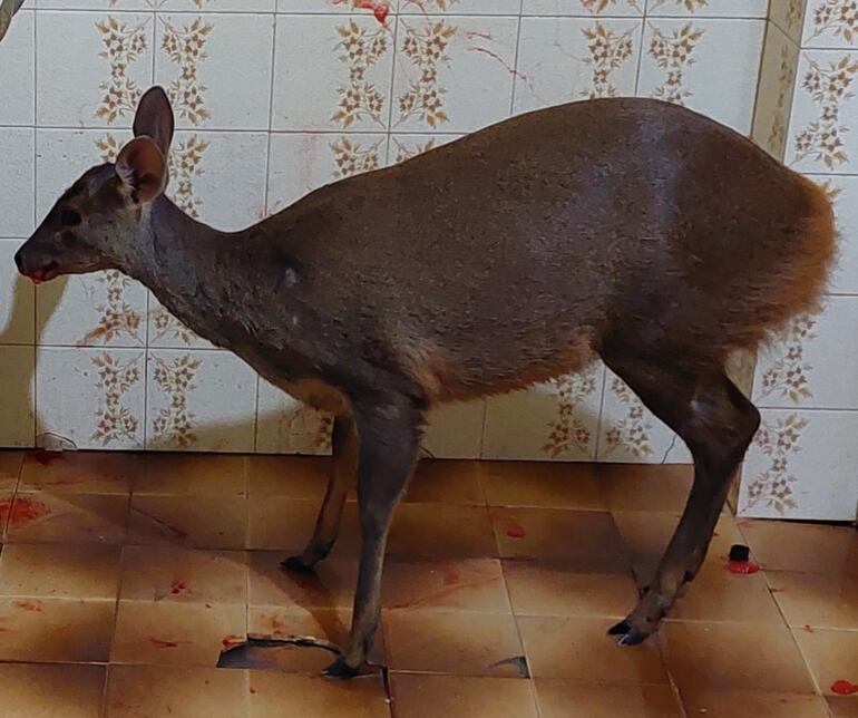 El guazú se encontraba herido al momento de ser rescatado.