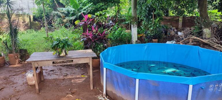 Una pileta cargada de agua estancada y gran cantidad de planteras fue observada por operarios del Senepa en una vivienda que estaría ocupada por el concejal municipal de Carmen del Paraná, "Chito" González.