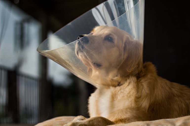 Perro después de esterilizarse.