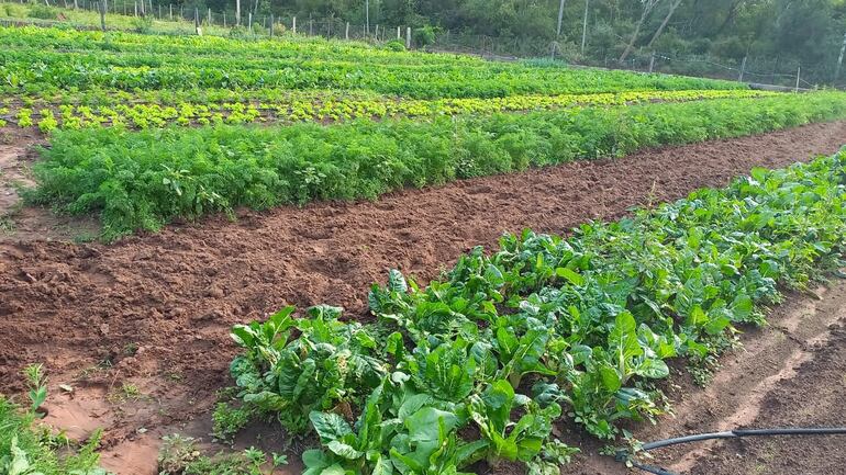 La familia Cardozo, realiza el cultivo de una gran variedad de hortalizas en su huerta.