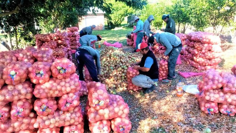 Hasta setiembre vendieron a G.100.000 la bolsa de 20 kilos, pero ahora en finca solo quieren pagar a G.50.000 pero tampoco entran compradores.