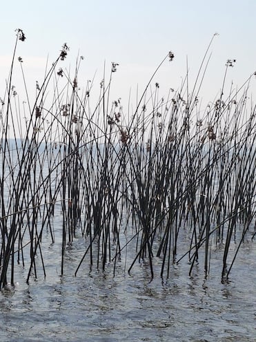 Planta acuática Pirí en el lago Ypacaraí. Para solucionar el conflicto que afecta a los piriceros y canoeros de Areguá, la Gobernación Central, en conjunto con la Municipalidad de Areguá, el Ministerio del Ambiente y Desarrollo Sostenible (MADES) y otras entidades públicas, iniciaron un proyecto que permitirá a estos artesanos trabajar de manera legal mediante la implementación de un carnet identificatorio.