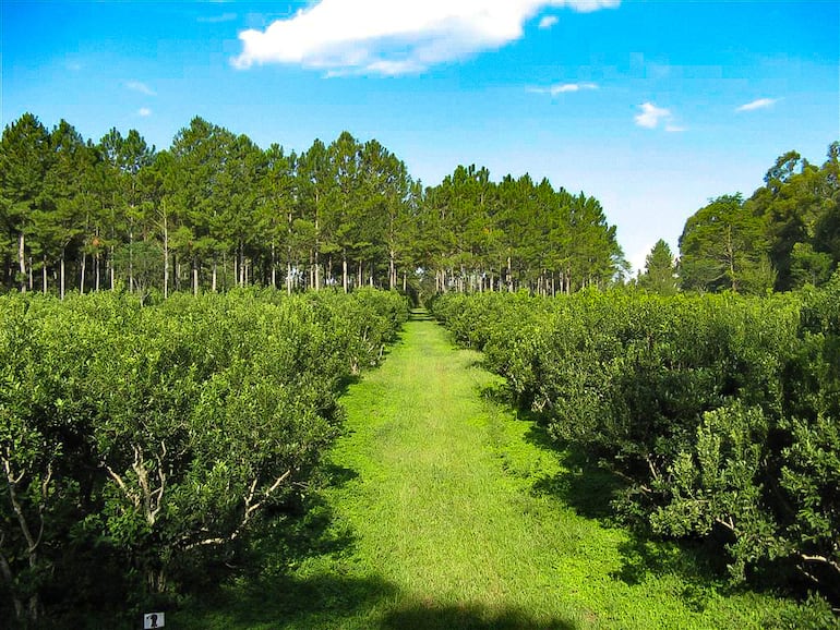 La Ruta de la Yerba Mate incluye recorridos en las plantaciones y fábricas.