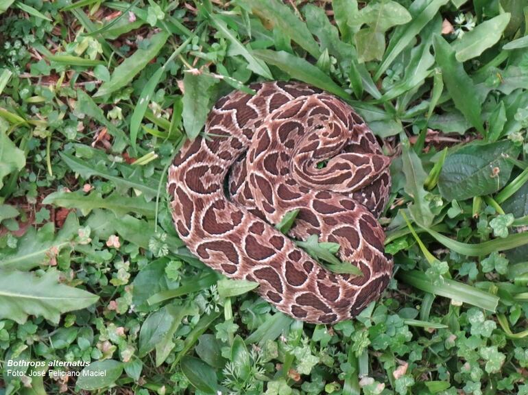 Acuda al Centro médico sin demora si es atacado por serpiente.