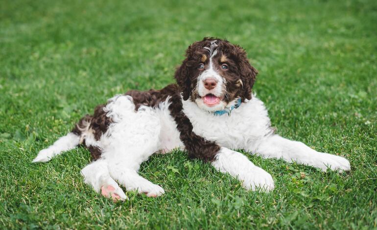 Bernedoodle.