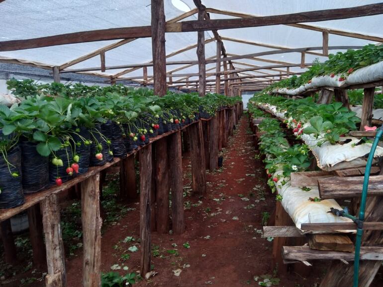 Cultivo de Frutillas en Nueva Alborada.