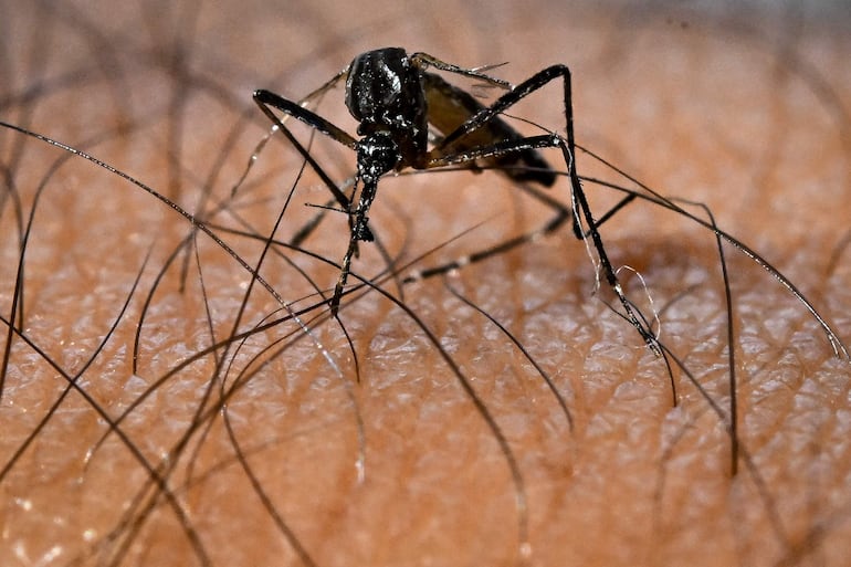 El dengue se puede evitar con la eliminación de criaderos de mosquitos transmisor. 