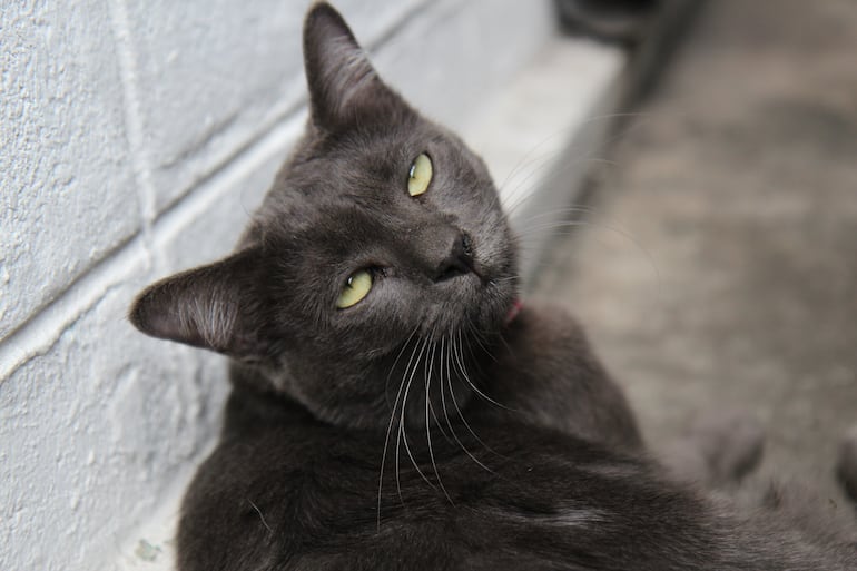 Investigaciones han demostrado que los gatos pueden reconocer perfectamente sus nombres y diferenciar las voces de sus dueños de las de extraños. La ciencia confirma que lo que falta no es la capacidad, sino la motivación.