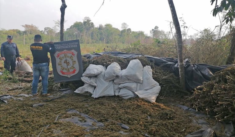 Policías de Investigaciones de Villa Ygatimí desmantelaron un campamento marihuanero.