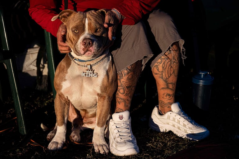 Cada perro tiene su propia personalidad. Su nombre debe ir acorde con esta.