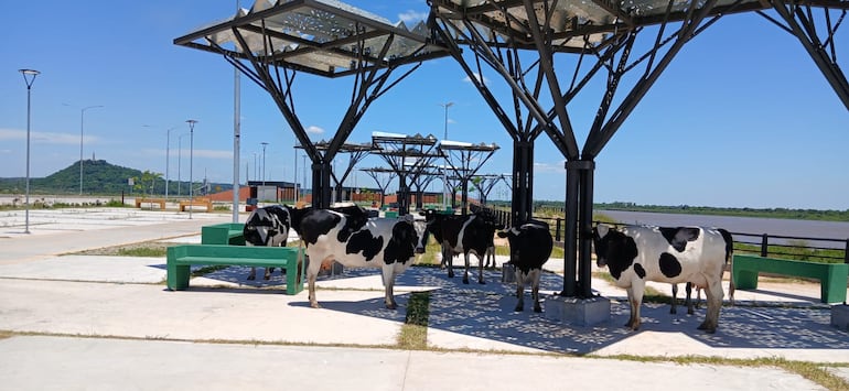 Uno de los grupos de vacas en la Costanera Sur.