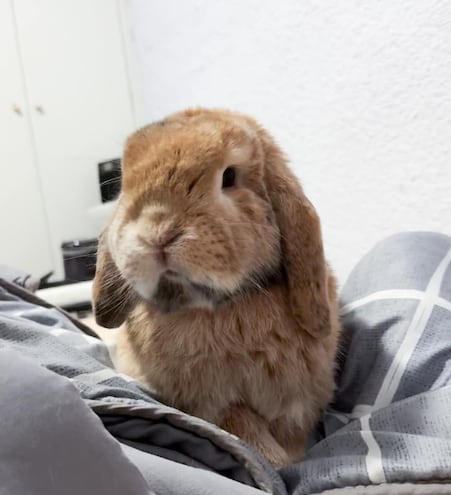 Sansón, la mascota de una compatriota que llegó de España en Navidad, finalmente fue liberado, luego de permanecer retenido en el aeropuerto.