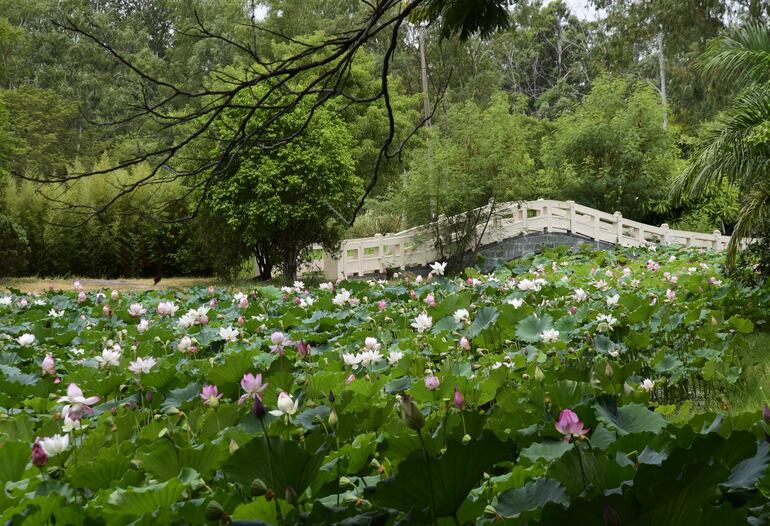 Un espectáculo de belleza se puede apreciar en la Isla de Taiwán, espacio dentro del Parque Ñu Guasu. 