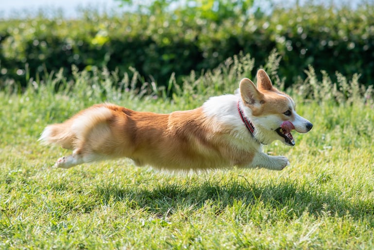 Perro de raza Corgi.