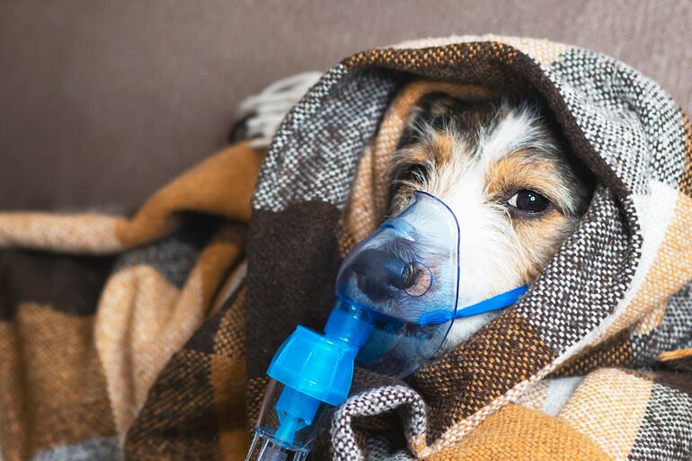 La tos de las perreras o traqueobronquitis infecciosa canina, que es una enfermedad producida por varios agentes infecciosos.