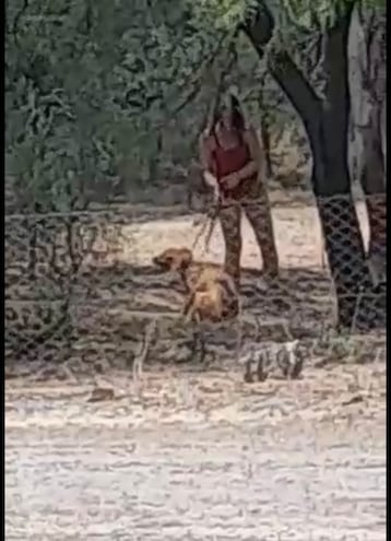 Captura de video en que se observa a la mujer, identificada supuestamente como Rufina Ginter, golpear al animal que está atado. Ocurrió en Loma Plata.