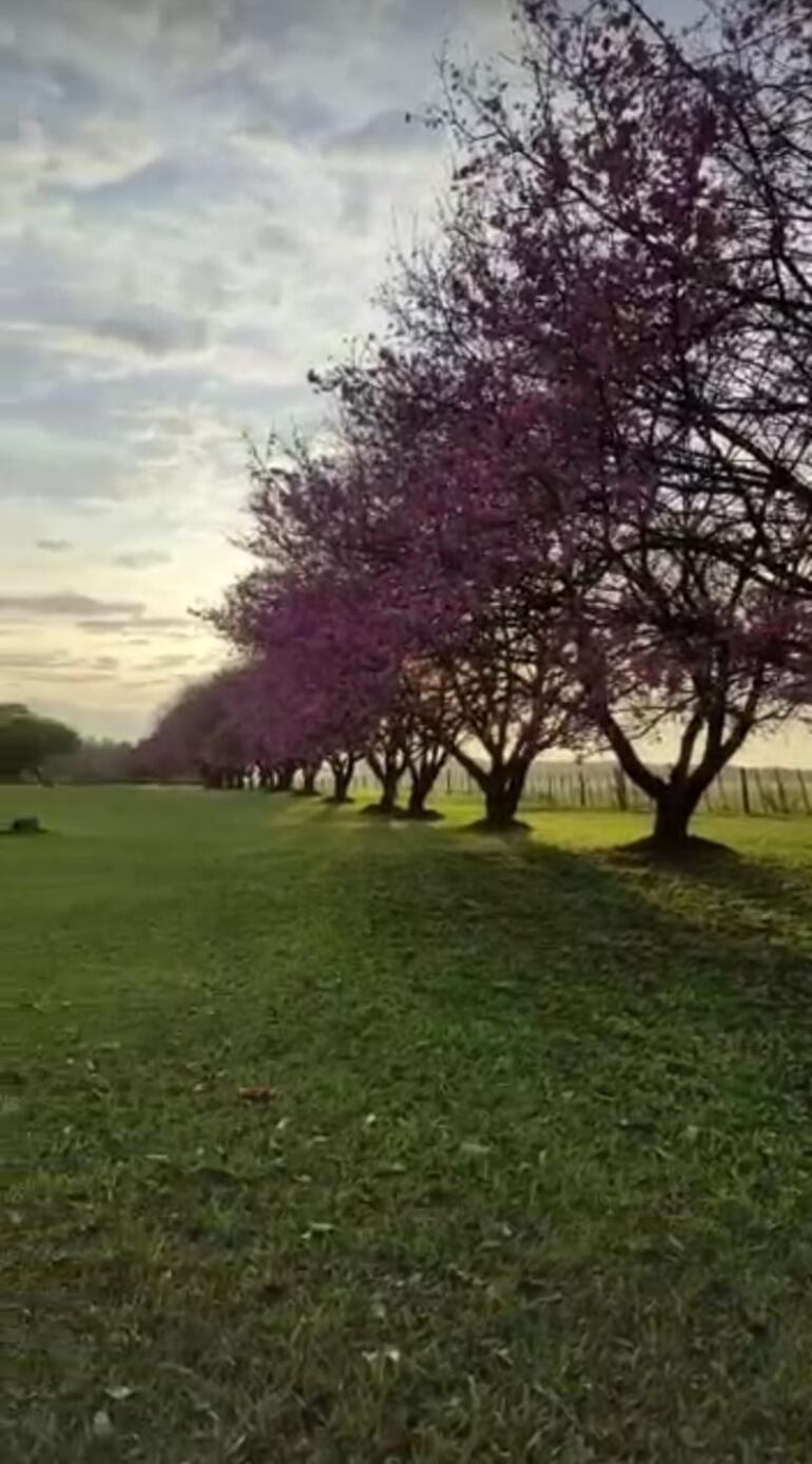 cerezo en La Paz, Itapuá