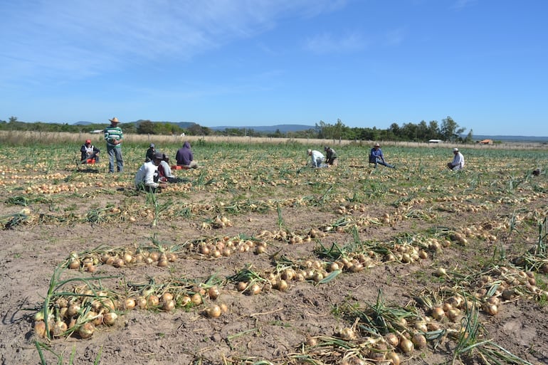 La falta de mercado para la producción de cebolla podría ocasionar daños económicos a los cebolleros.