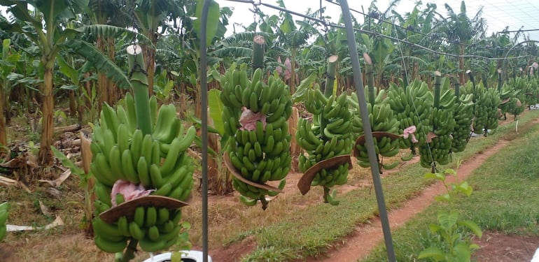 La producción de la banana en Guayaybí y localidades aledañas mejoró considerablemente luego de las lluvias registradas en la zona.