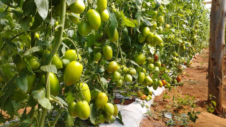 Productores nacionales de tomate aseguran que la calidad de la fruta es muy buena.