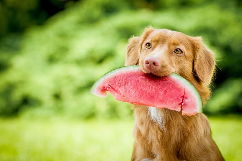 Conocé cuáles frutas le hacen bien a tu perro y cuáles no.