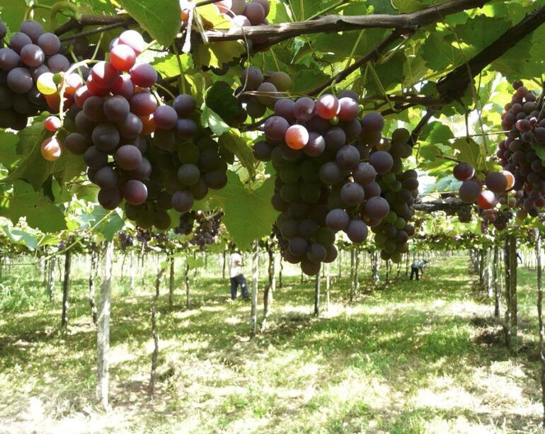 Caacupé: resaltan la importancia de la poda de uvas en esta temporada