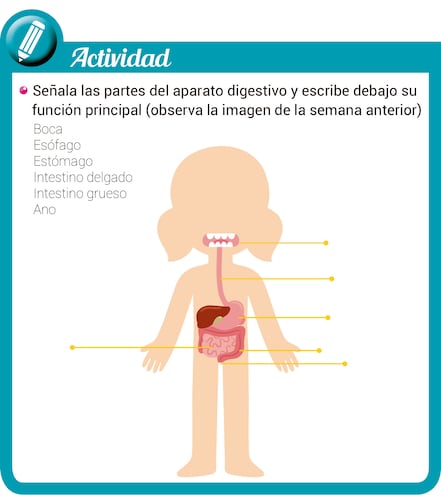 Funciones del aparato digestivo