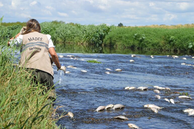 El Ministerio de Ambiente (Mades) reportó la verificación de mortandad de peces en el arroyo Ytay.