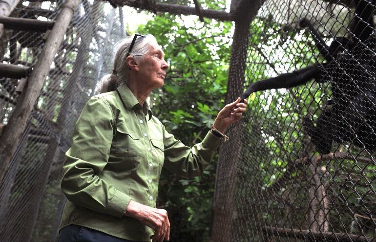 Jane Goodall, primatóloga.